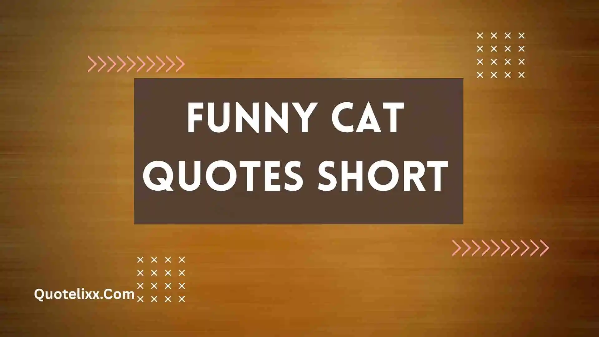 funny cat quotes short